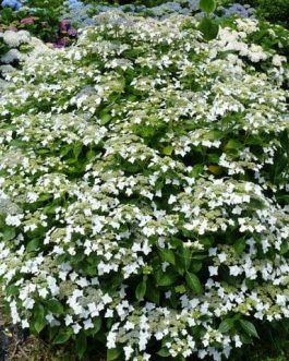 Lanarth White - Hydrangea macrophylla (Fleurs plates)
