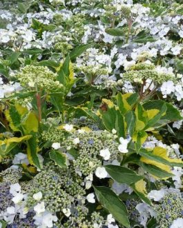 Lemon Wave - Hydrangea macrophylla (Fleurs plates)