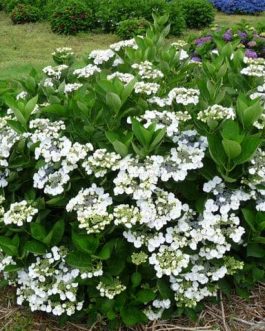 Libelle - Hydrangea macrophylla (Fleurs plates)