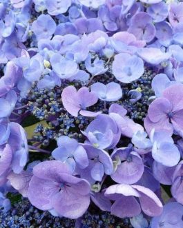 Lutin - Hydrangea macrophylla (Fleurs plates)