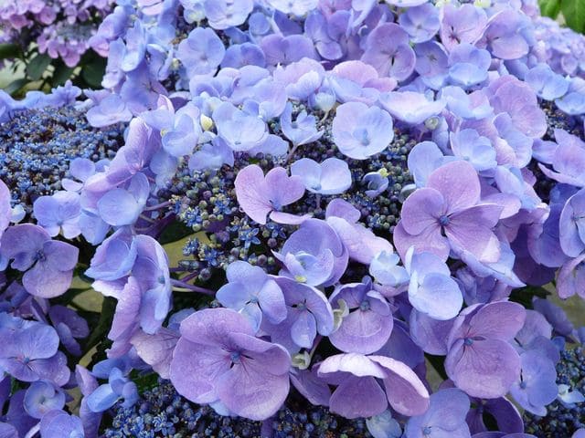 Lutin - Hydrangea macrophylla (Fleurs plates)