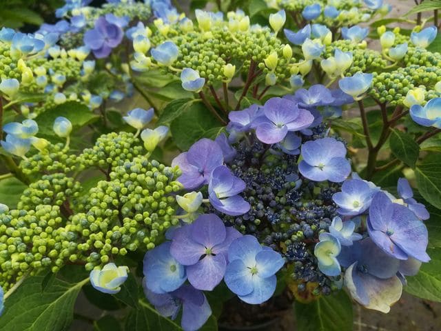 Lutin - Hydrangea macrophylla (Fleurs plates) – Image 2