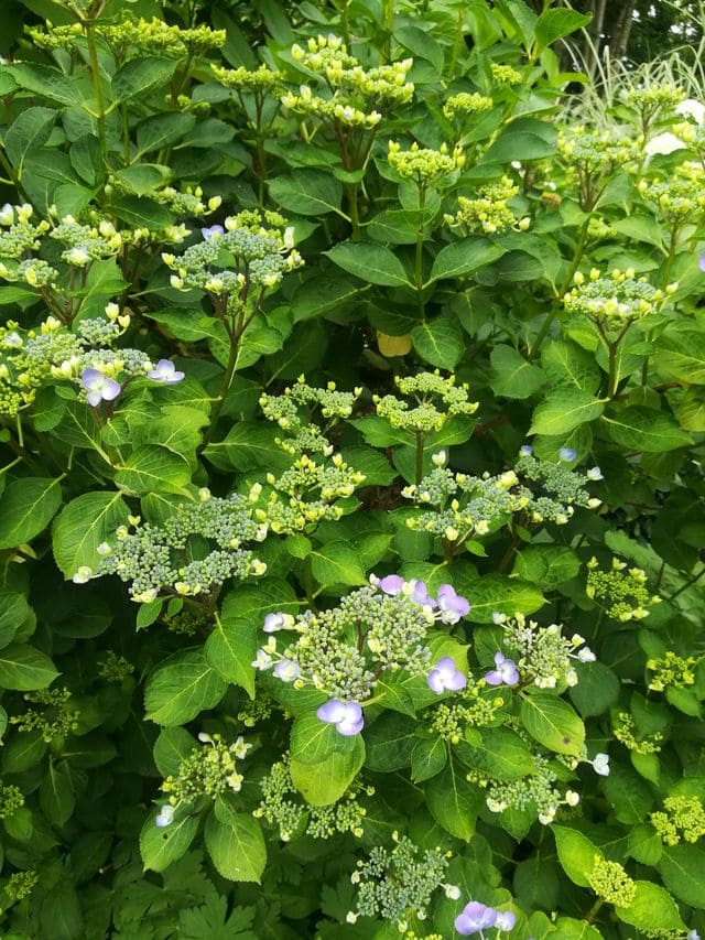 Lutin - Hydrangea macrophylla (Fleurs plates) – Image 4