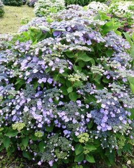 Mousmée - Hydrangea macrophylla (Fleurs plates)