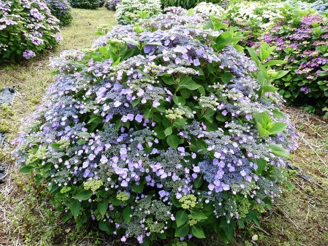 Mousmée - Hydrangea macrophylla (Fleurs plates)