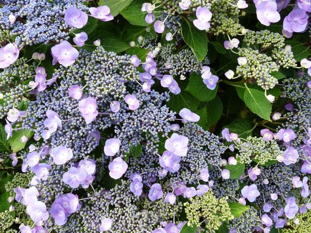 Mousmée - Hydrangea macrophylla (Fleurs plates) – Image 2
