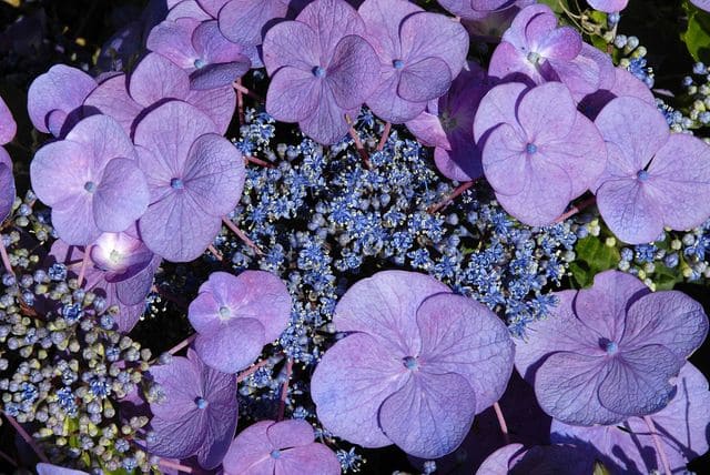 Mousmée - Hydrangea macrophylla (Fleurs plates) – Image 3