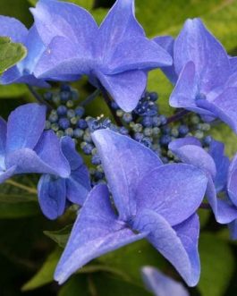 Pfau - Hydrangea macrophylla (Fleurs plates)