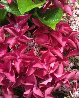 Rotschwanz - Hydrangea macrophylla (Fleurs plates)