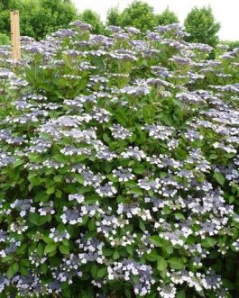 Sea Foam - Hydrangea macrophylla (Fleurs plates)