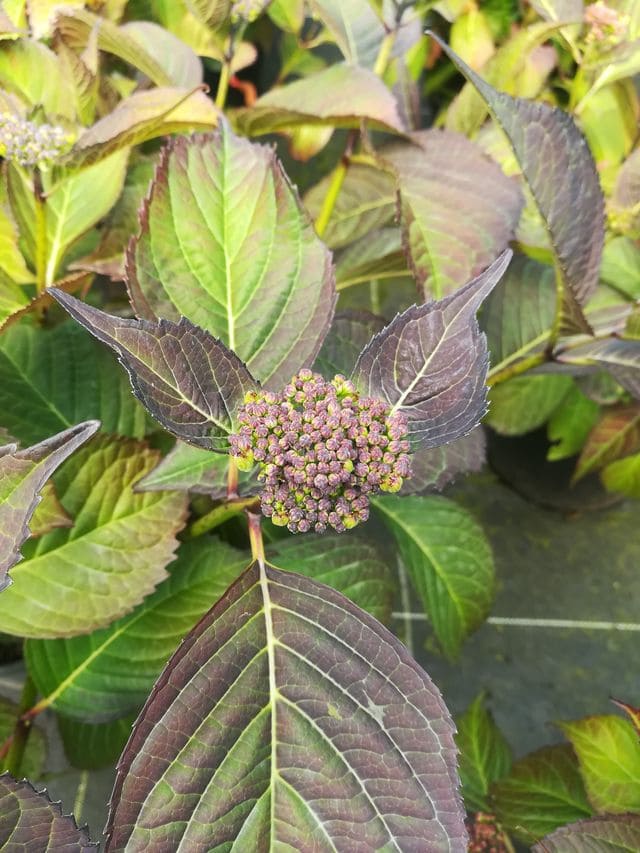 Selina - Hydrangea macrophylla (Fleurs plates) – Image 4