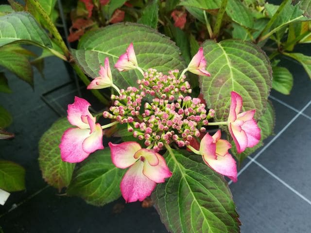 Selina - Hydrangea macrophylla (Fleurs plates) – Image 2