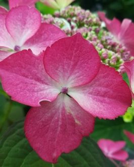 Sélina - Hydrangea macrophylla (Fleurs plates)
