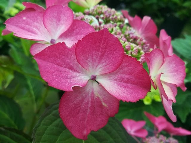 Sélina - Hydrangea macrophylla (Fleurs plates)