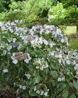 Tricolor - Hydrangea macrophylla (Fleurs plates)