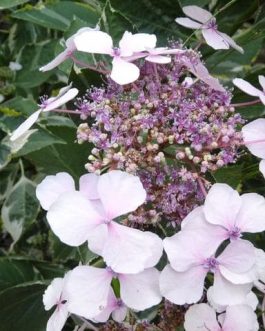 Tricolor - Hydrangea macrophylla (Fleurs plates)