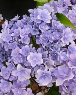 You and Me Passion - Hydrangea macrophylla (Fleurs plates)