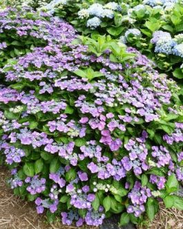 Zaunkönig - Hydrangea macrophylla (Fleurs plates)