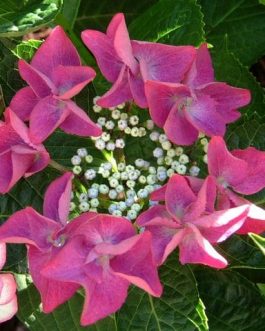 Zeizig - Hydrangea macrophylla (Fleurs plates)