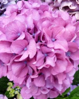 Prima - Hydrangea macrophylla (Fleurs rondes)
