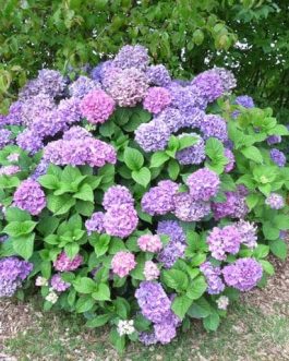 Prima - Hydrangea macrophylla (Fleurs rondes)
