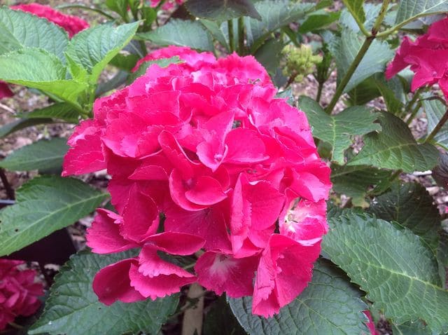 Rome - Hydrangea macrophylla (Fleurs rondes) – Image 4