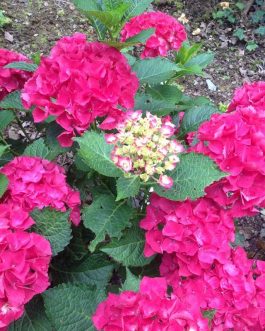 Rome - Hydrangea macrophylla (Fleurs rondes)