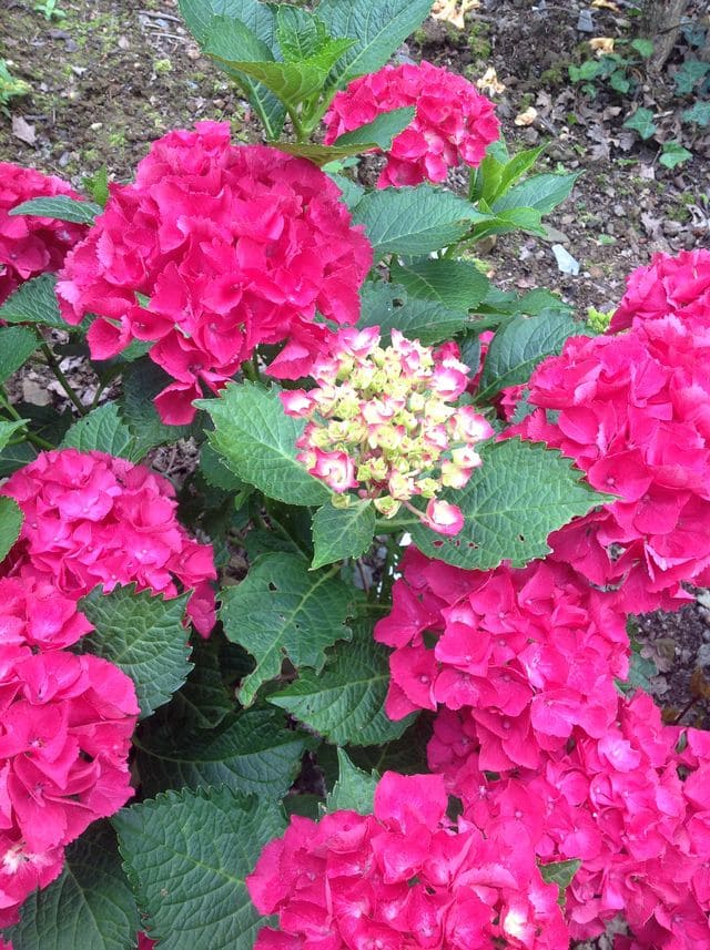 Rome - Hydrangea macrophylla (Fleurs rondes)