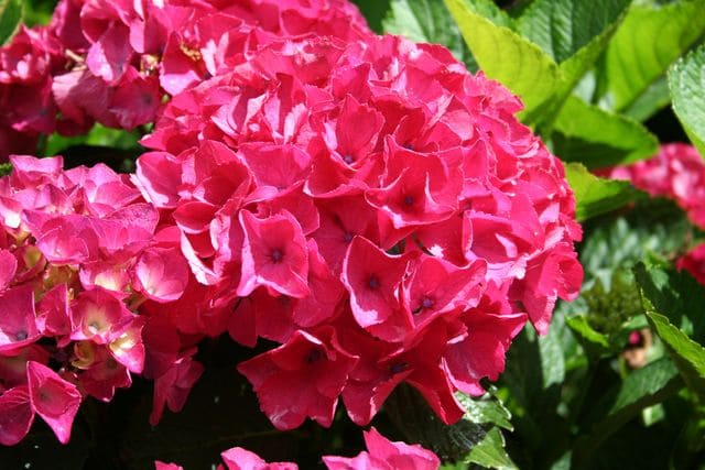 Rome - Hydrangea macrophylla (Fleurs rondes) – Image 2