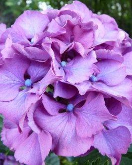 Sibilla - Hydrangea macrophylla (Fleurs rondes)