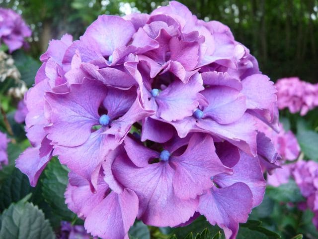 Sibilla - Hydrangea macrophylla (Fleurs rondes) – Image 4