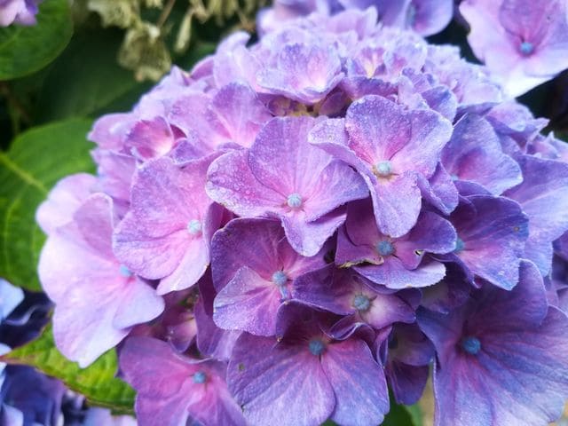 Sibilla - Hydrangea macrophylla (Fleurs rondes) – Image 3