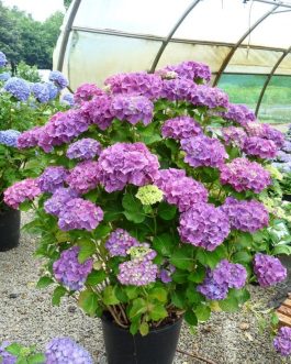 Sibilla - Hydrangea macrophylla (Fleurs rondes)