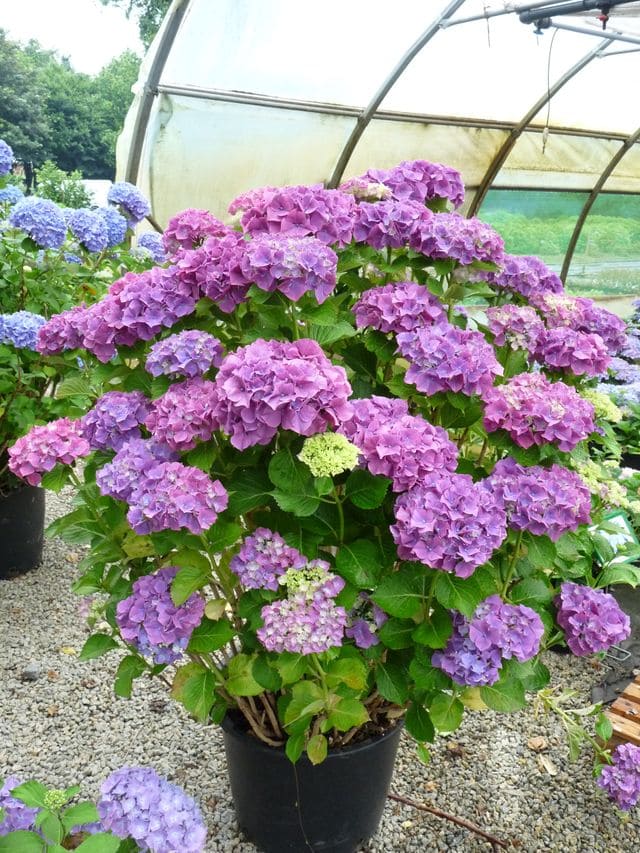 Sibilla - Hydrangea macrophylla (Fleurs rondes)