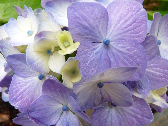 Souvenir de Mme Chautard - Hydrangea macrophylla (Fleurs rondes) – Image 5