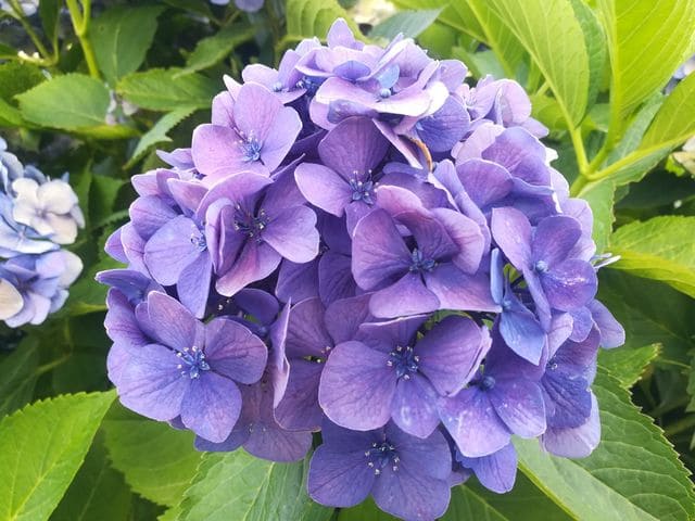 Souvenir de Mme Chautard - Hydrangea macrophylla (Fleurs rondes) – Image 2