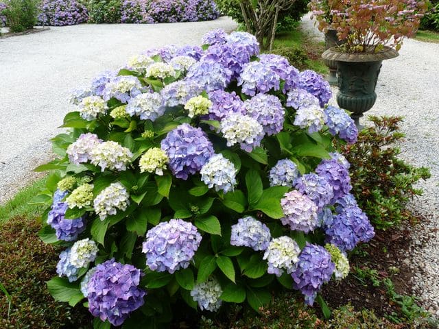 Souvenir de Mme Chautard - Hydrangea macrophylla (Fleurs rondes)