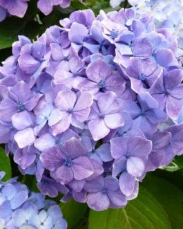 Souvenir de Madame Chautard - Hydrangea macrophylla (Fleurs rondes)