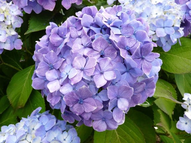 Souvenir de Mme Chautard - Hydrangea macrophylla (Fleurs rondes) – Image 3