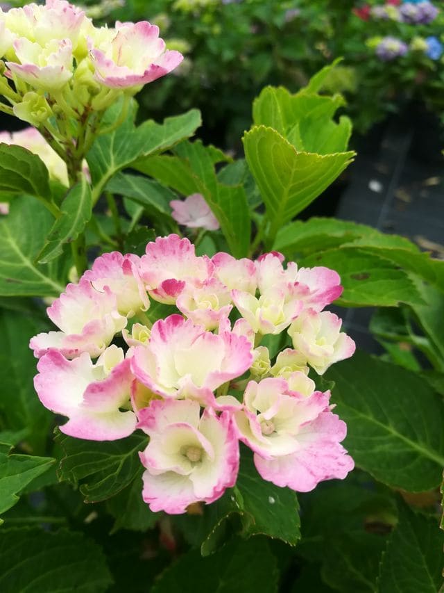 Sweet fantaisy - Hydrangea macrophylla (Fleurs rondes) – Image 4