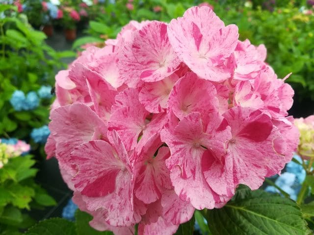 Sweet fantaisy - Hydrangea macrophylla (Fleurs rondes)