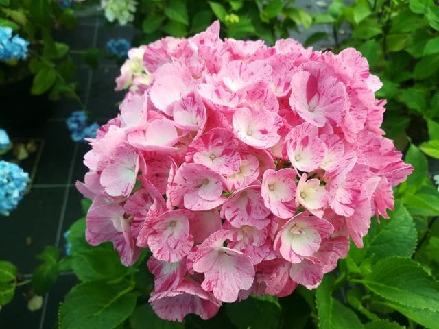 Sweet fantaisy - Hydrangea macrophylla (Fleurs rondes) – Image 2