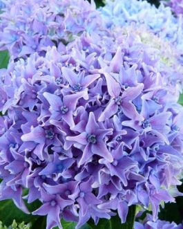Tovelit - Hydrangea macrophylla (Fleurs rondes)