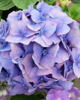 Ursula - Hydrangea macrophylla (Fleurs rondes)