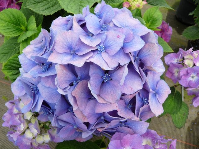 Ursula - Hydrangea macrophylla (Fleurs rondes) – Image 2