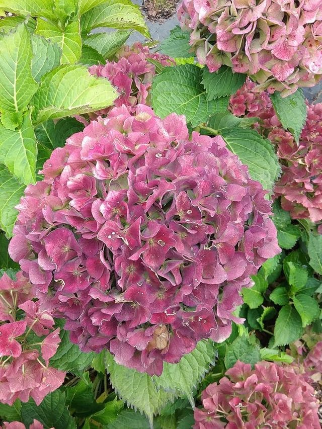Ursula - Hydrangea macrophylla (Fleurs rondes) – Image 3