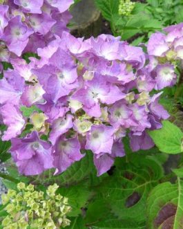 Ursula - Hydrangea macrophylla (Fleurs rondes)