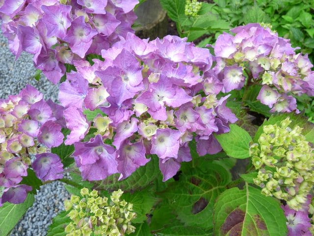 Ursula - Hydrangea macrophylla (Fleurs rondes)