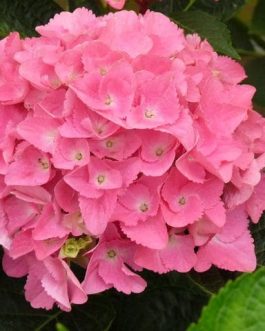 Vénédig - Hydrangea macrophylla (Fleurs rondes)