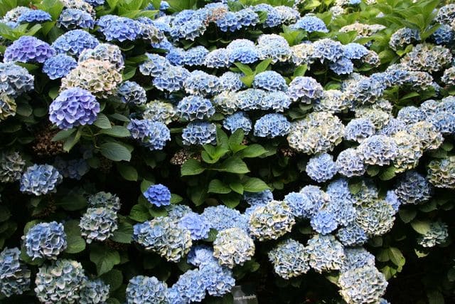Xian - Hydrangea macrophylla (Fleurs rondes) – Image 4